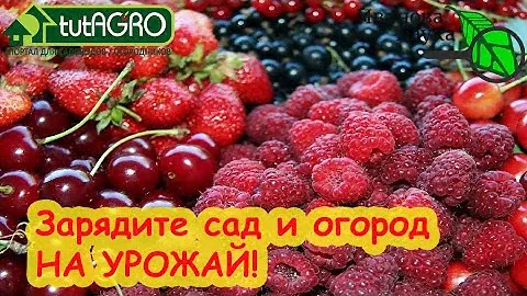 САМОЕ ВЕСЕННЕЕ УДОБРЕНИЕ. ОДНО для ВСЕХ: лук, чеснок, малина, голубика. И будете с большим урожаем!